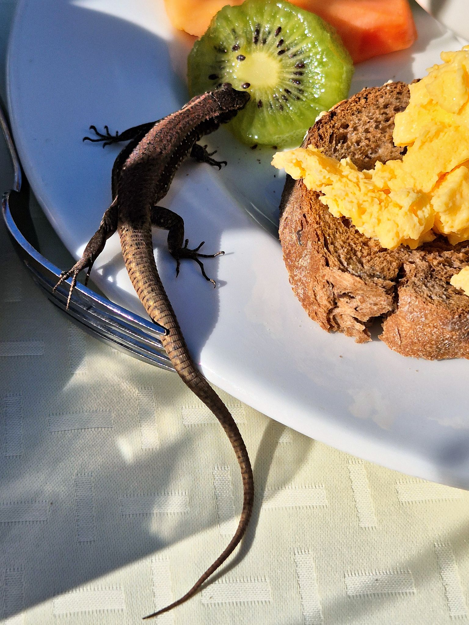 Ein unerwarteter Frühstücksgast